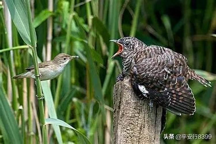 大清早布谷鸟叫是什么预兆