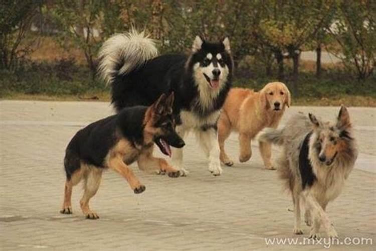 办公桌放什么防小人