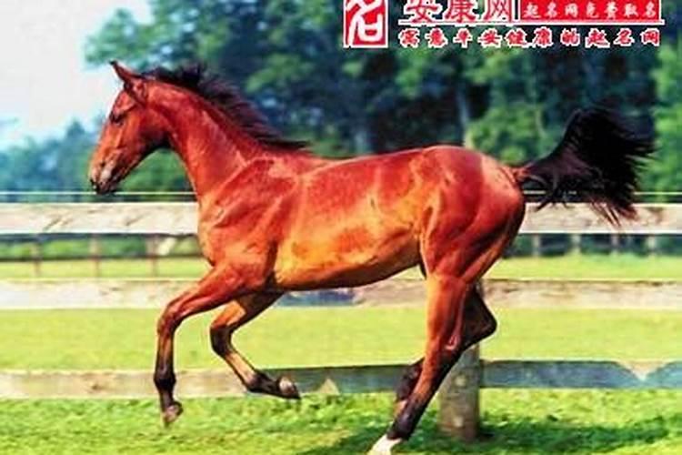梦见天上飞的红马