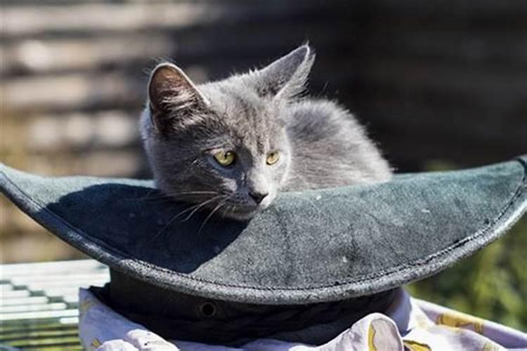 梦到杀了只猫,梦到杀了猫什么意思
