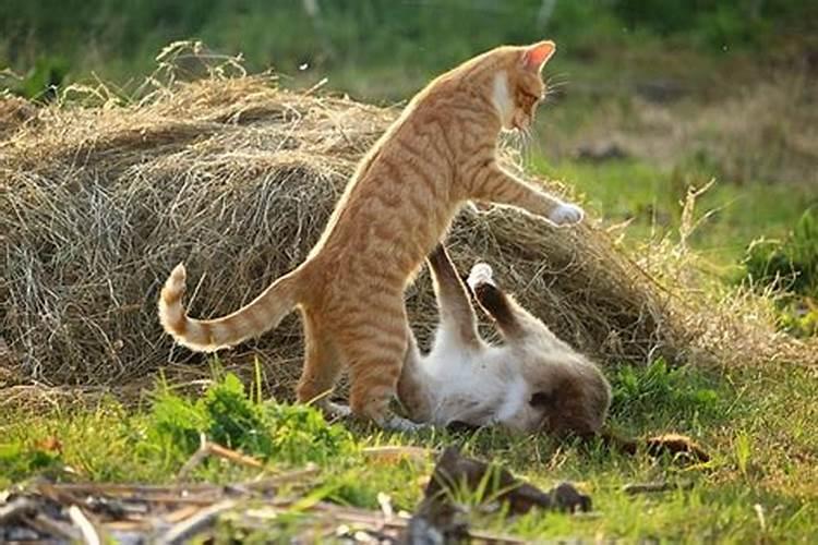 梦见我杀死一只猫的预兆