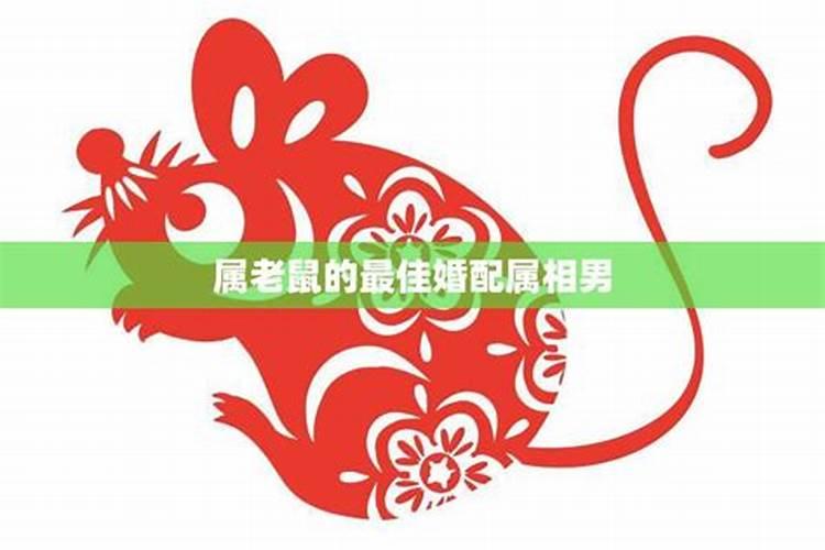 1984鼠年属鼠人的婚配属相,84年属老鼠男性与什么属相的异性会有孽缘百...