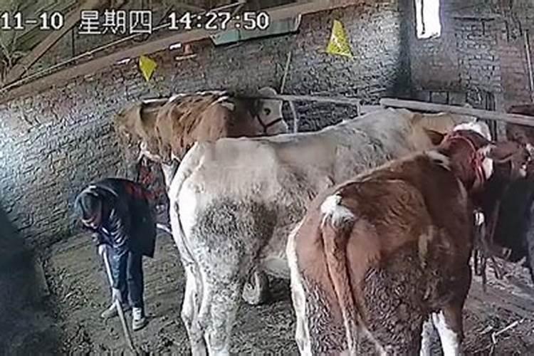 梦见掉到牛粪堆里的预兆
