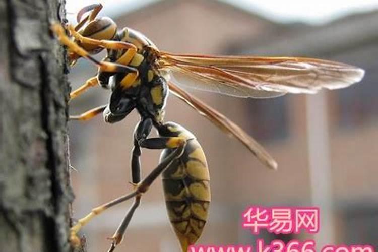 梦见大黄蜂 黄蜂什么意思？