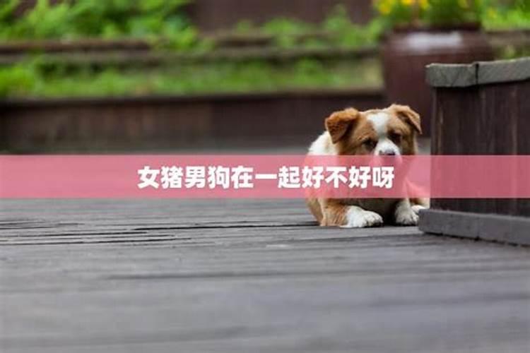 男属狗女属狗合婚吗