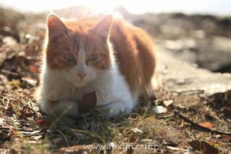 梦见猫生了小猫是什么意思？