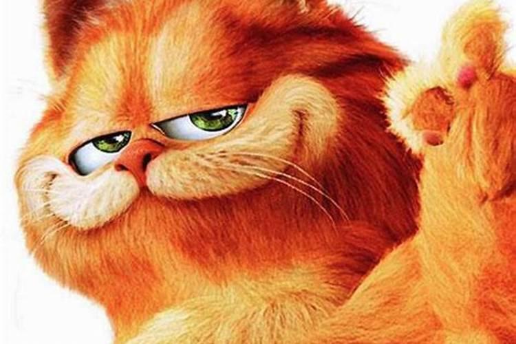 梦见一只死猫有什么预兆？是什么意思？