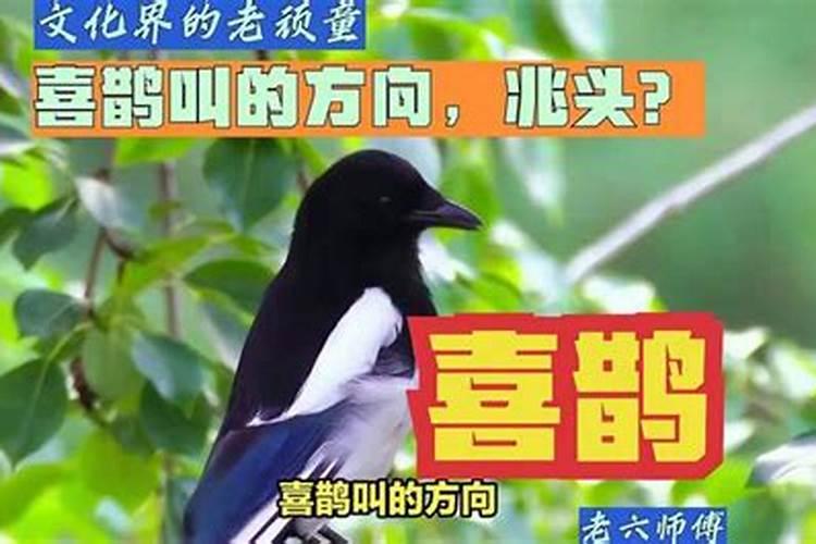 喜鹊中午叫有什么兆头