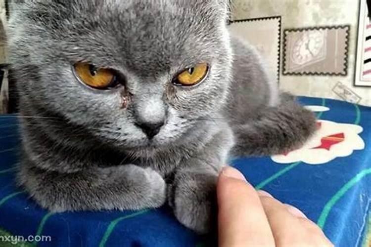 梦见猫猫扑过来咬自己的预兆