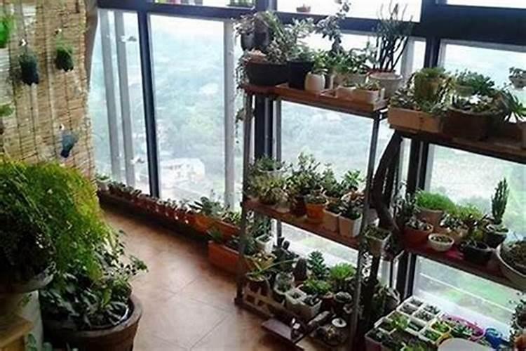 工厂门口适合种什么花风水好