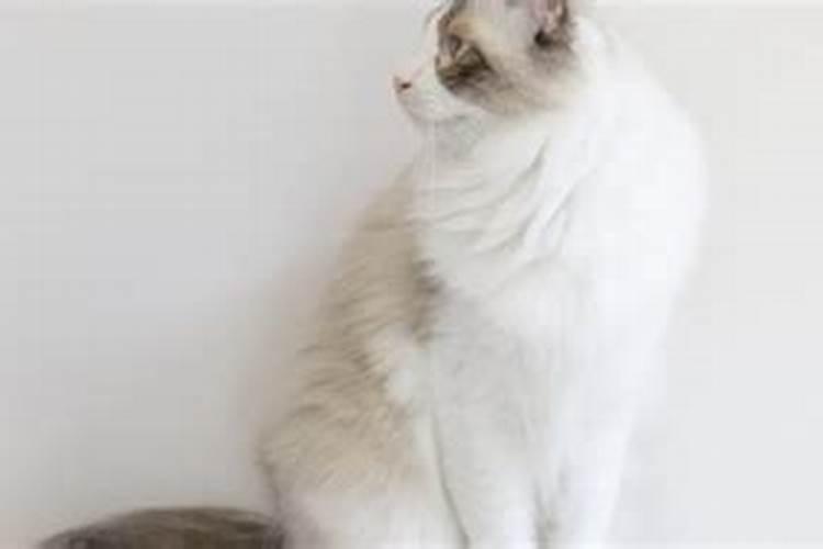 做梦梦到被猫咬是什么意思 做梦梦到被猫咬预兆什么