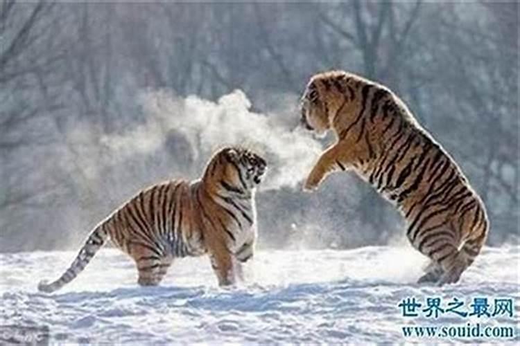 两个属虎的人本命年可以结婚吗？