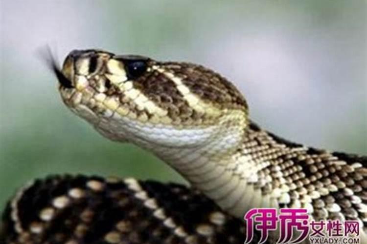 孕妇梦见小蛇是男还是女