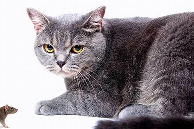 梦见猫和老鼠是什么预兆？