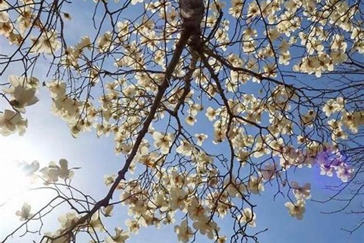 什么花是在清明节开的