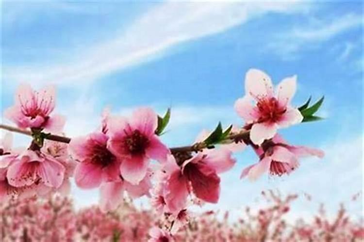 梦见两只老鼠跑过的预兆
