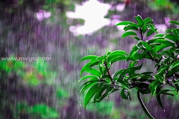 梦见下雨了有什么预兆
