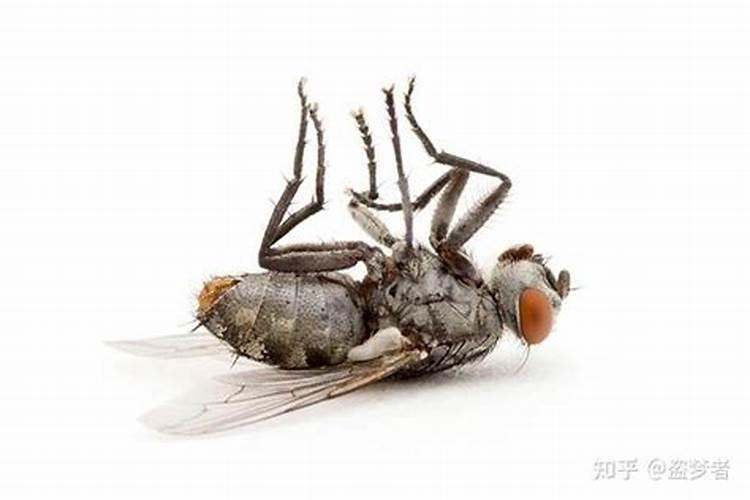 纳西族的风俗习惯是什么？