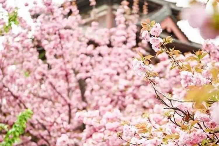 2025年4月4日清明节能上坟吗