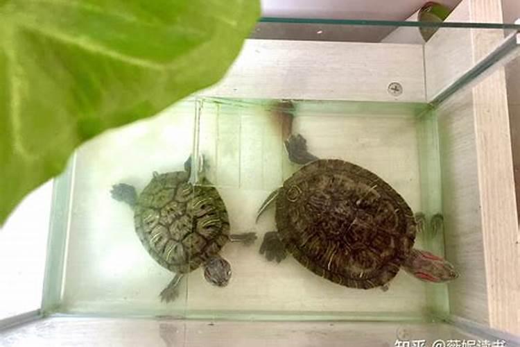 属虎人生农历11月命运好不好,农历十月,十一月,十二月出生的属虎人...
