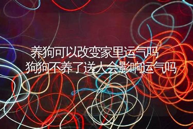 养狗真的会改变家庭运势吗