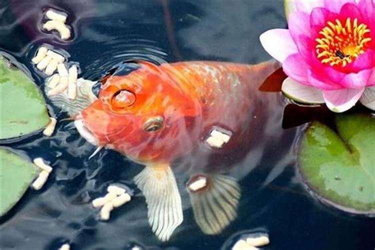梦见从天上飞下一条红色鲤鱼的预兆