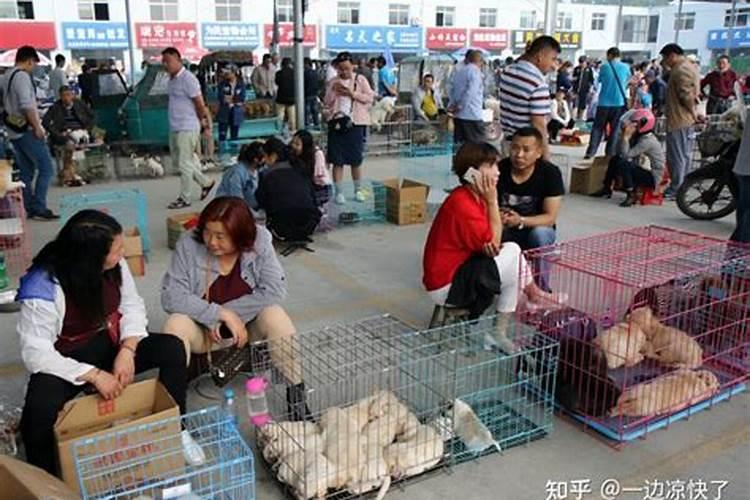 女人梦见狗失而复得有什么征兆