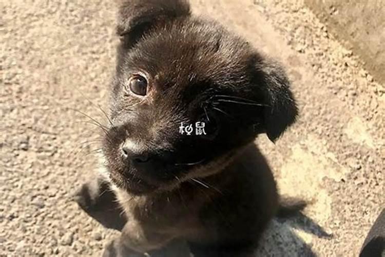 孕妇梦见温顺的大黑狗预示着什么