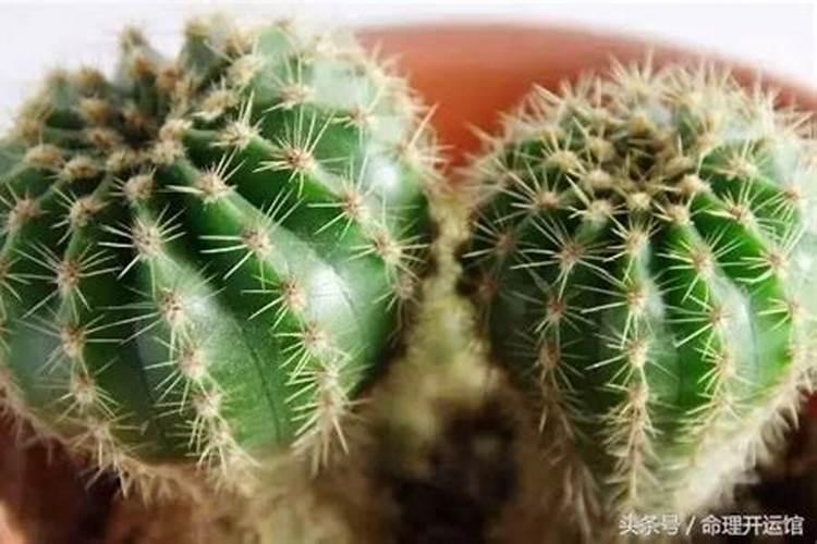 仙人掌放哪里防小人,不带仙人掌刺放办公室是最佳选择