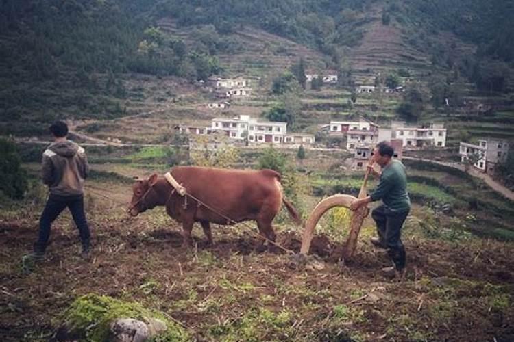 79年属羊2025年每月运势