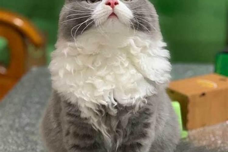 我们家的 小猫被吃了