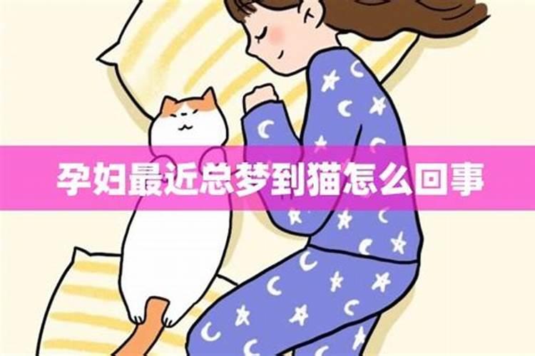 我怀孕了 梦见猫是什么意思  百度宝宝知道