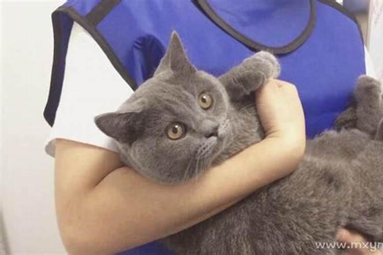 梦见自己抱一只温顺的猫的预兆
