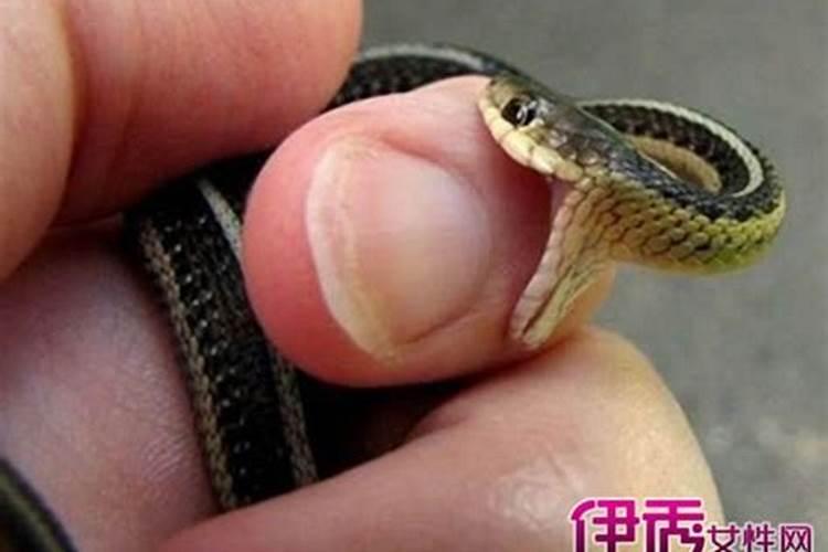 属兔戴什么饰品最旺偏财