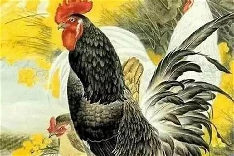 69年属鸡人在2025年的全年运势