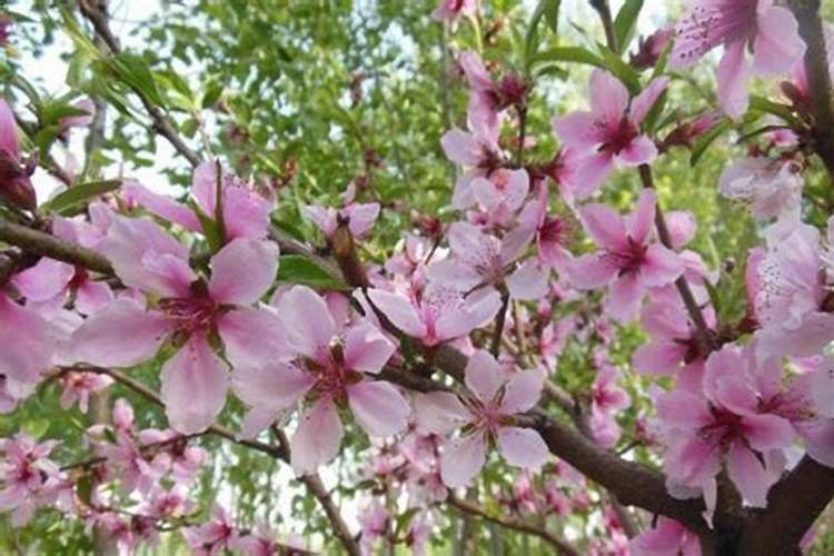 命带桃花煞怎么化解？