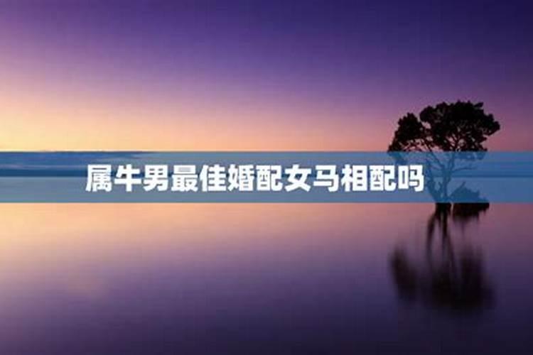 男人属牛女人属马婚姻如何