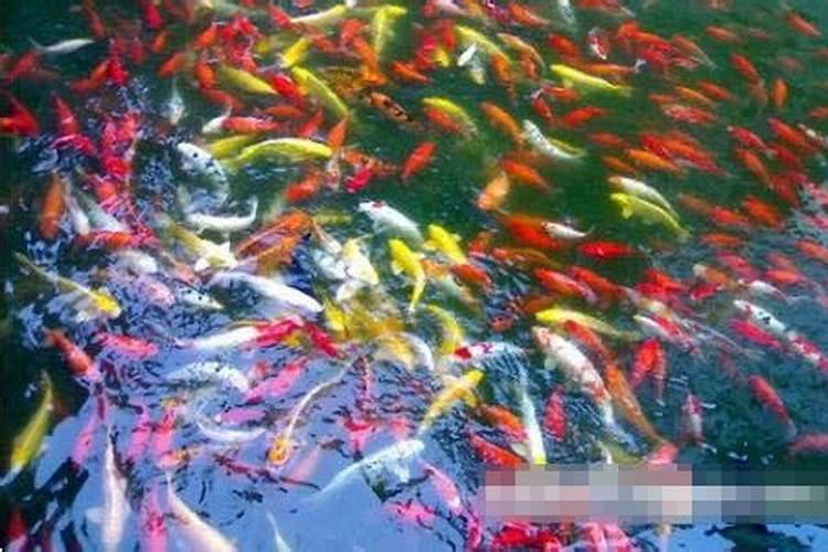 梦见自己网到鱼虾蟹的预兆