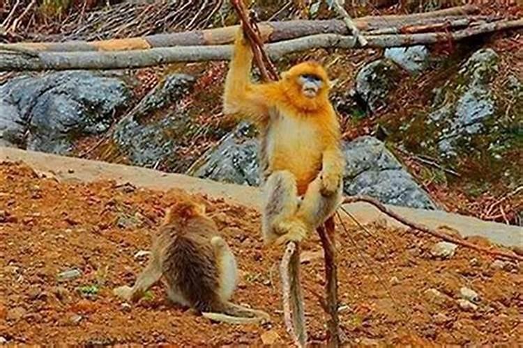 男猴女兔婚姻是否相配指数