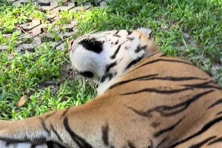 梦到黑猫什么意思？