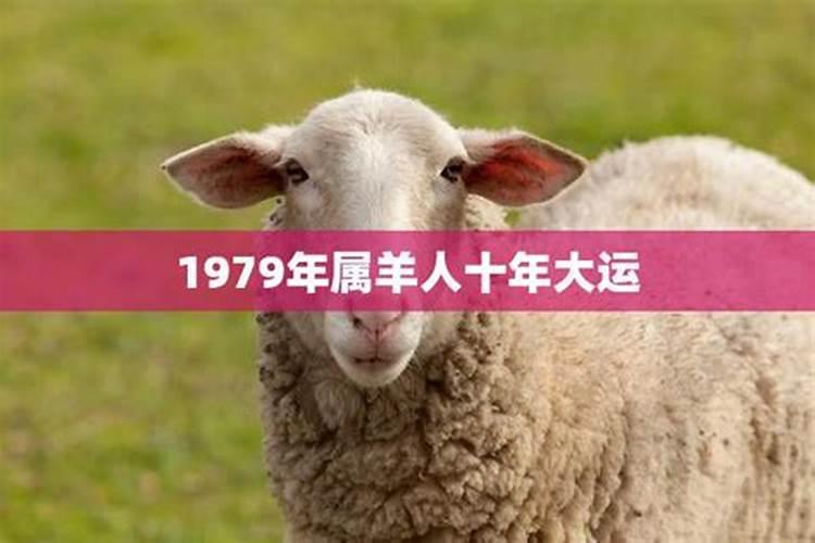 1979年属羊的人什么命未来10年大运