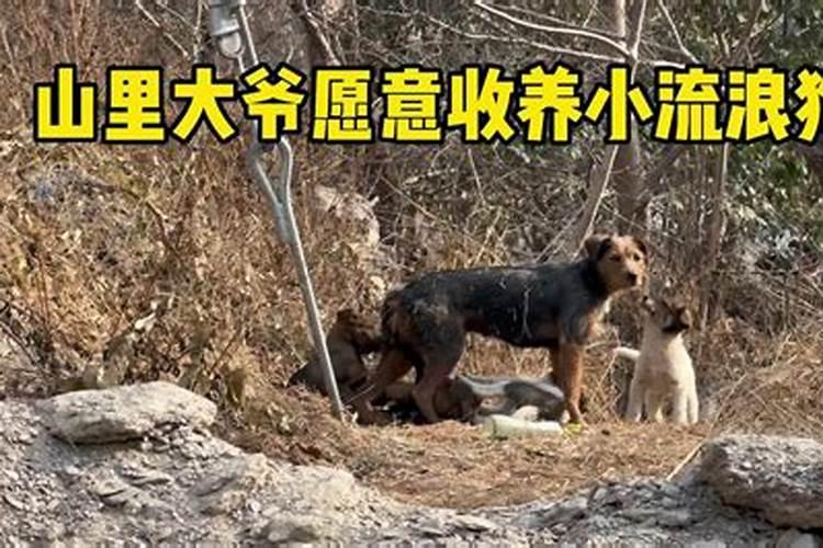 梦见了四个小狗的预兆