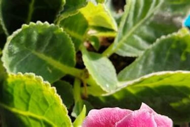 孕妇做梦梦到邻居家门口有1盆花  百度宝宝知道