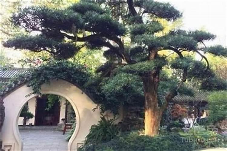 梦见一盆花是什么意思？