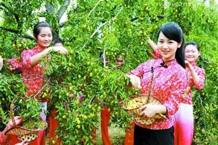 梦到摘枣吃枣是什么意思？