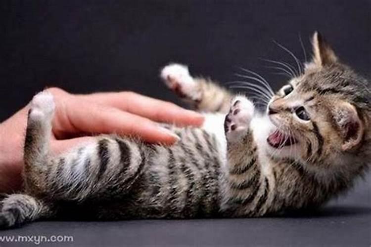 梦见猫咬猫是什么意思？