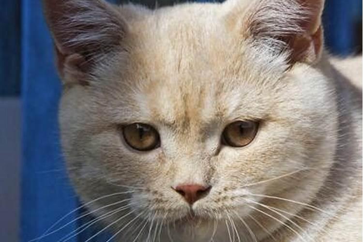 梦见猫咬猫意味什么是什么意思？