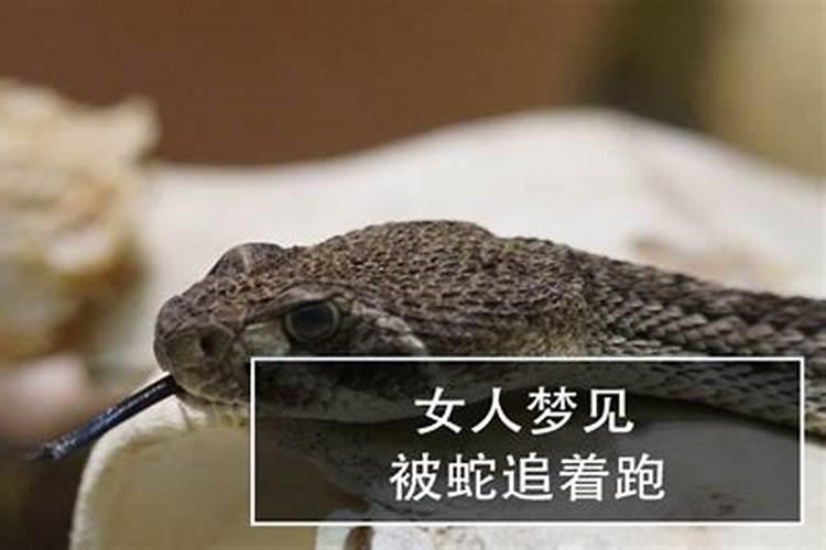 2025犯太岁的4大生肖有哪些