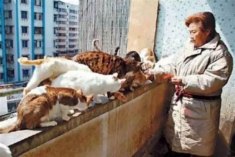 梦见猫攻击人的预兆