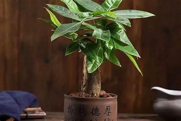 发财树的摆放风水禁忌